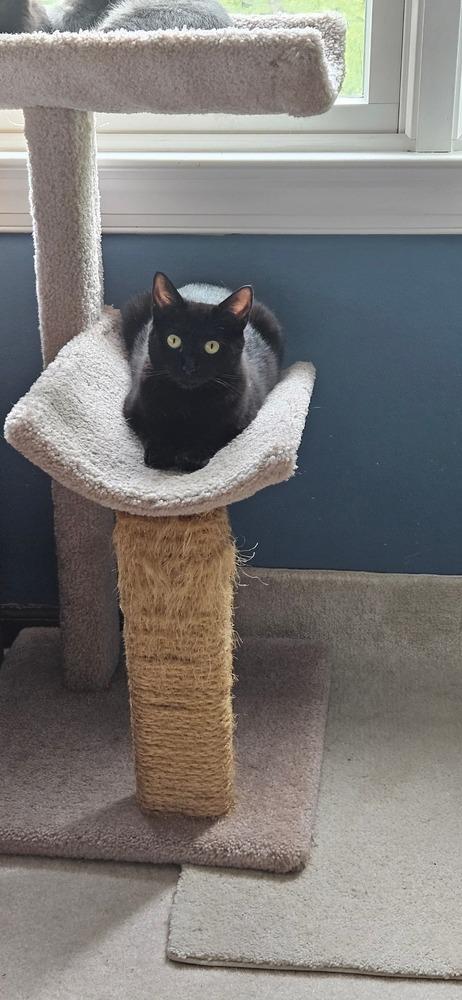 Enlarge Minnie, a Adoptable mixed breed in Pittstown, NJ image 5/6