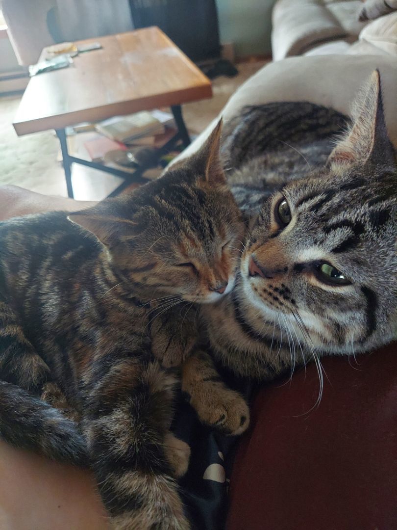 Snickers - Professional biscuit maker, Adopted, Kitten Female Domestic Short Hair.