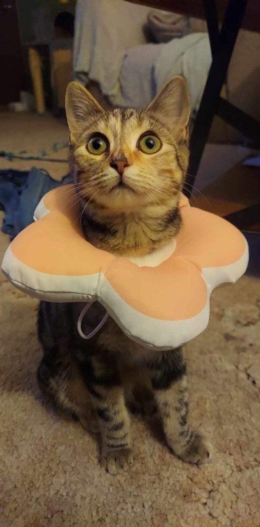 Snickers - Professional biscuit maker, a Adopted Domestic Short Hair in Tipton, IA image 2/6