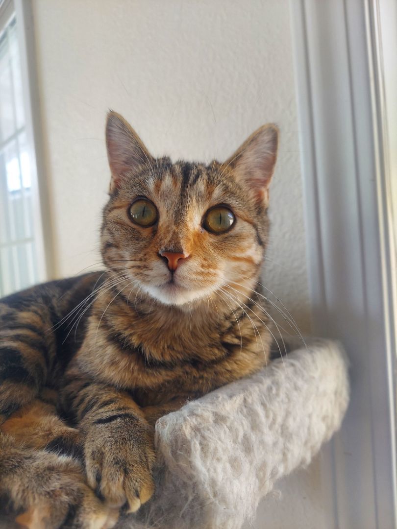 Snickers - Professional biscuit maker, a Adopted Domestic Short Hair in Tipton, IA image 3/6