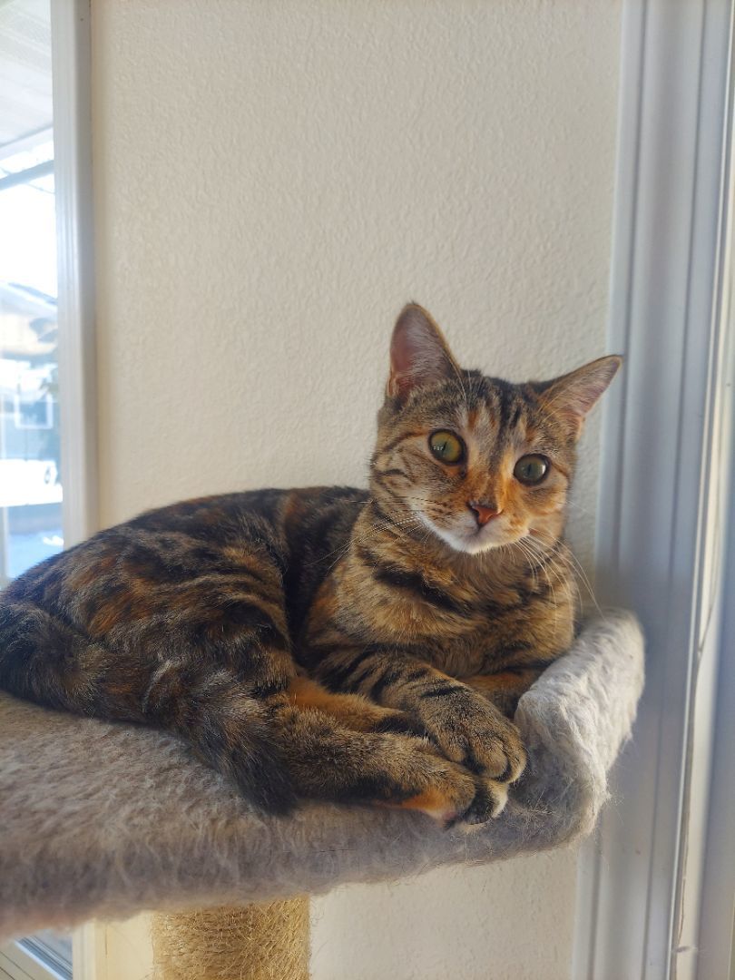 Snickers - Professional biscuit maker, a Adopted Domestic Short Hair in Tipton, IA image 4/6