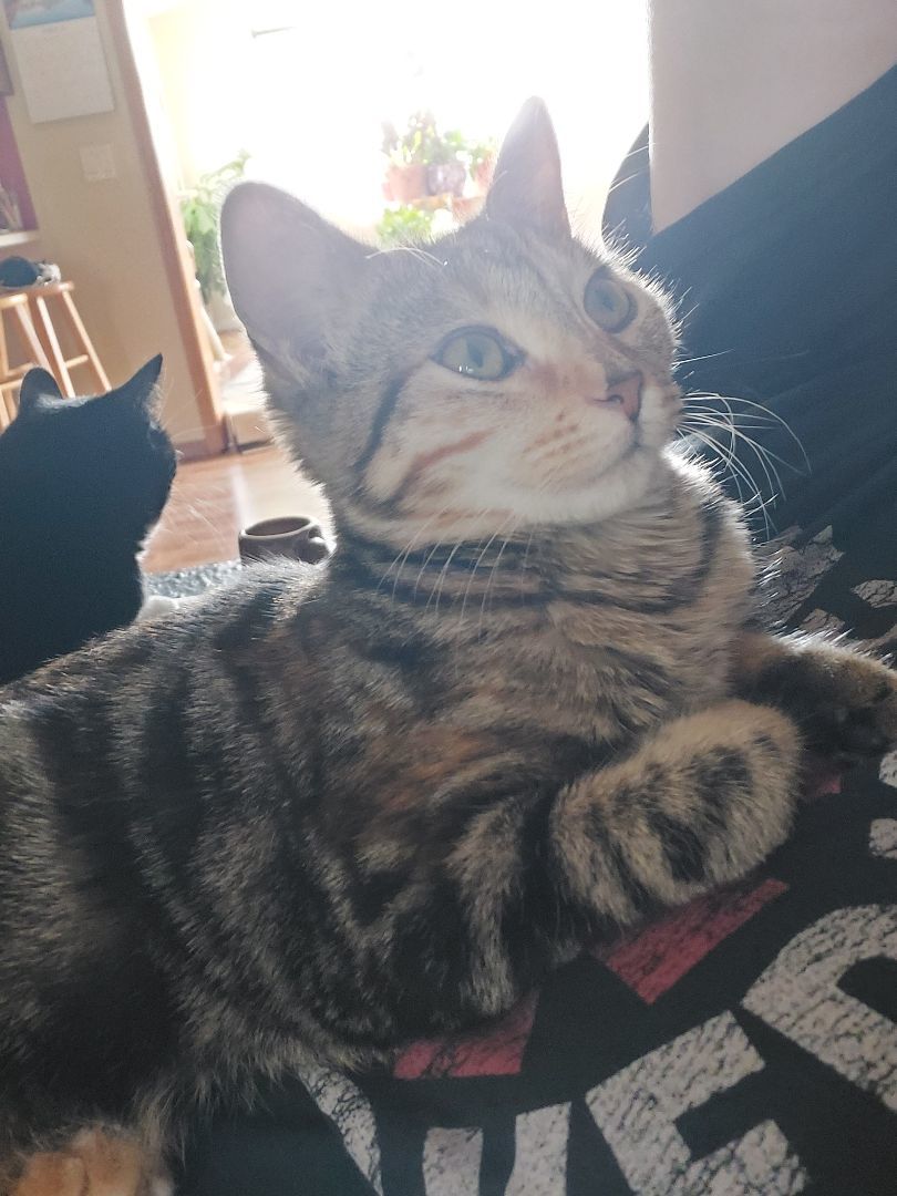 Snickers - Professional biscuit maker, a Adopted Domestic Short Hair in Tipton, IA image 5/6