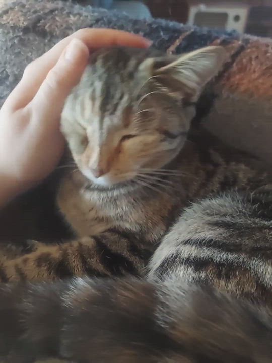 Enlarge Snickers - Professional biscuit maker, a Adopted Domestic Short Hair in Tipton, IA video 6/6