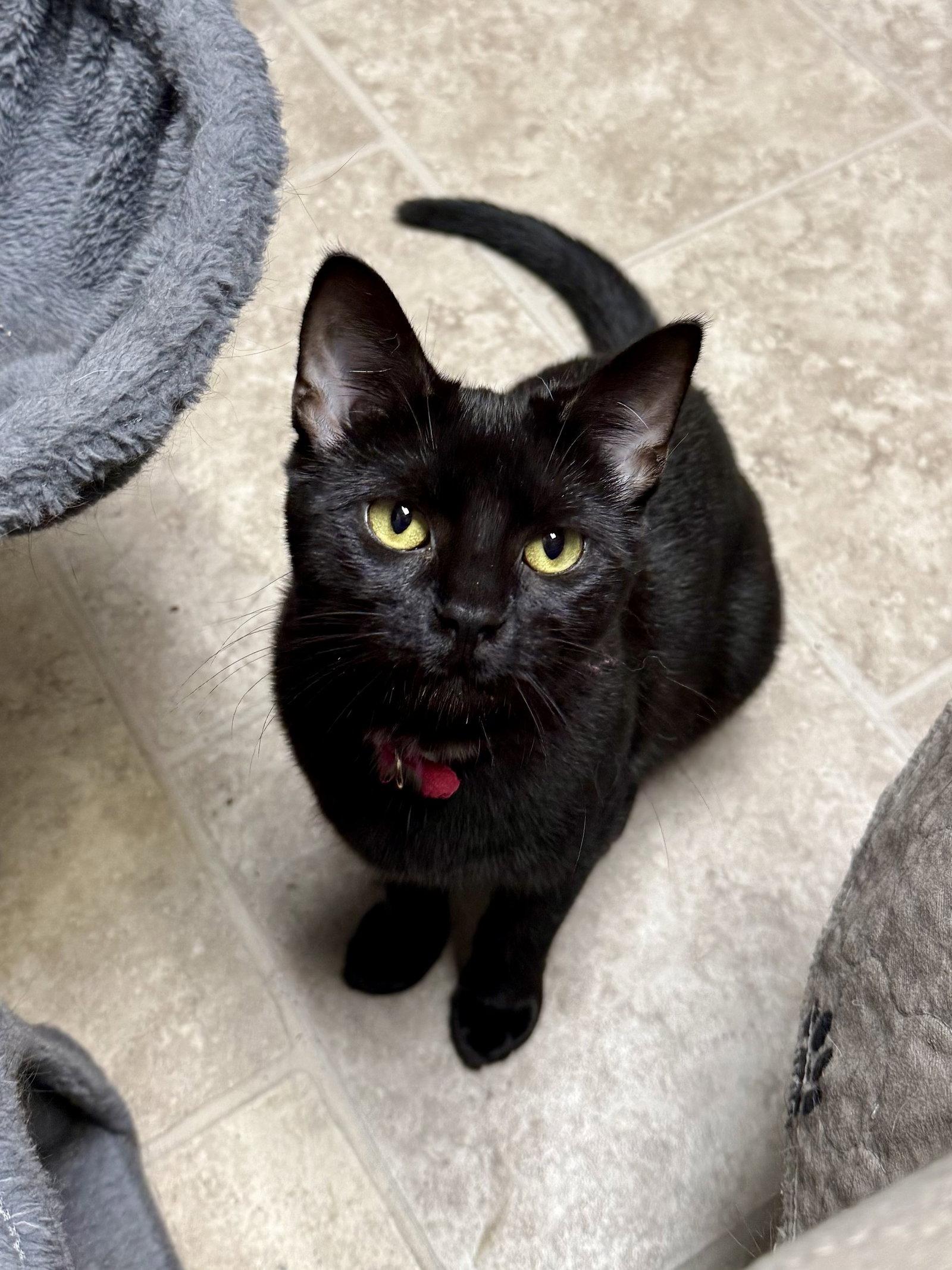 CAT - Veronica, Adoptable, Kitten Female Domestic Short Hair.