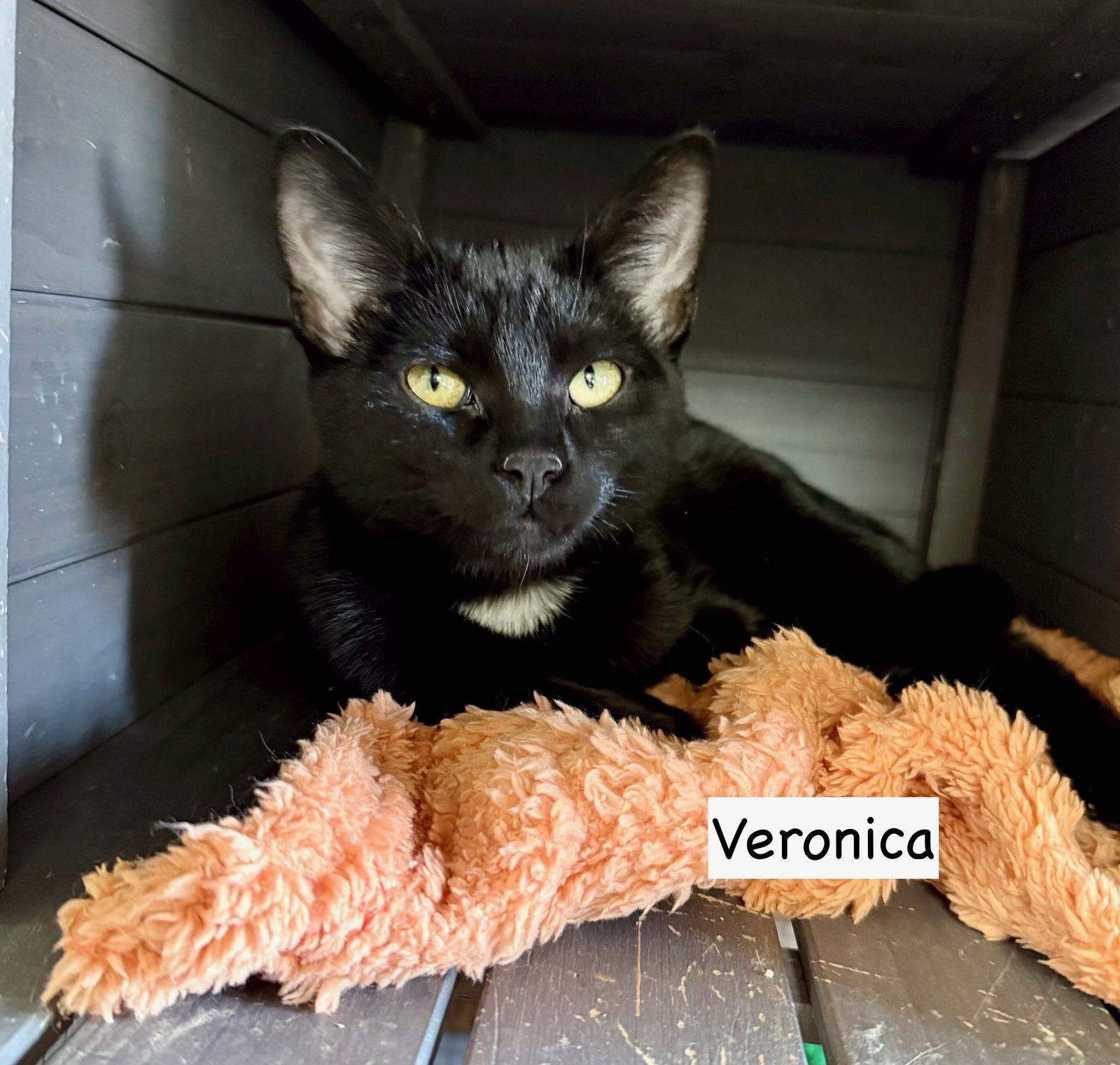 Enlarge CAT - Veronica, a Adoptable Domestic Short Hair in GILBERTS, IL image 1/3