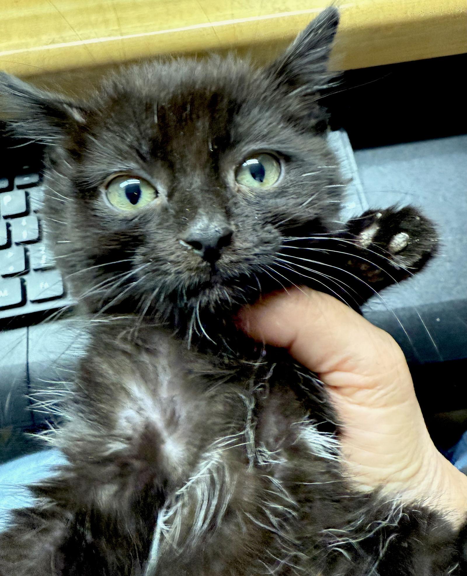 CAT-Veronica, Adoptable, Kitten Female Domestic Medium Hair.