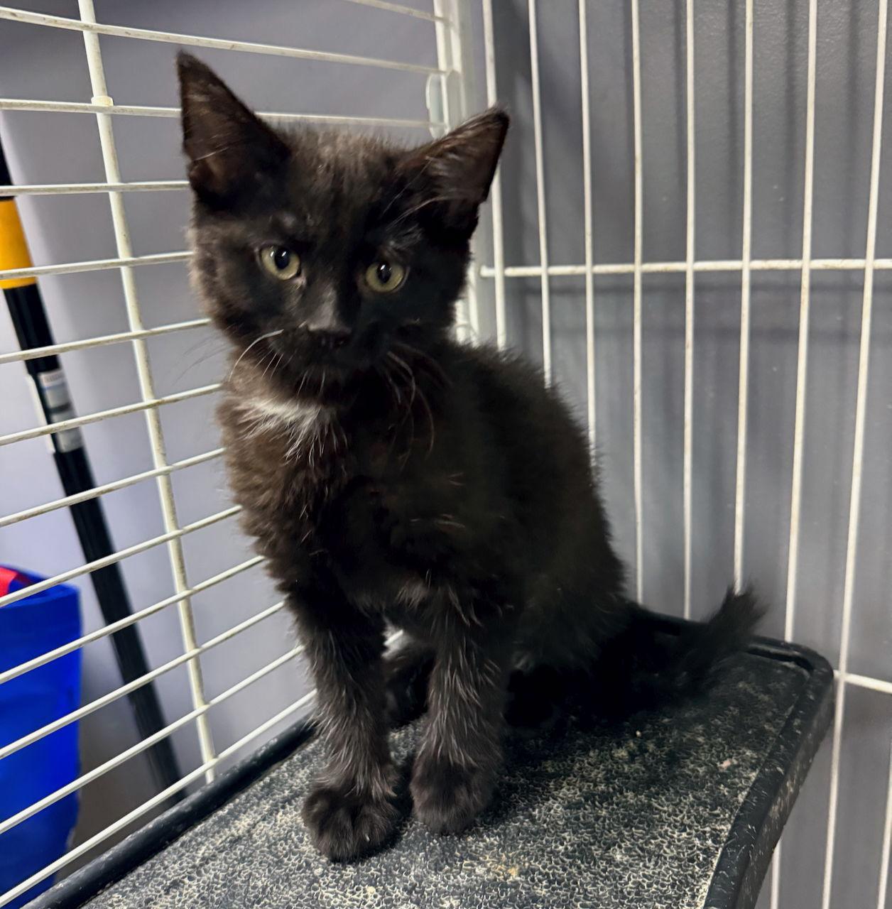 Enlarge CAT-Veronica, a Adoptable Domestic Medium Hair in GILBERTS, IL image 2/3