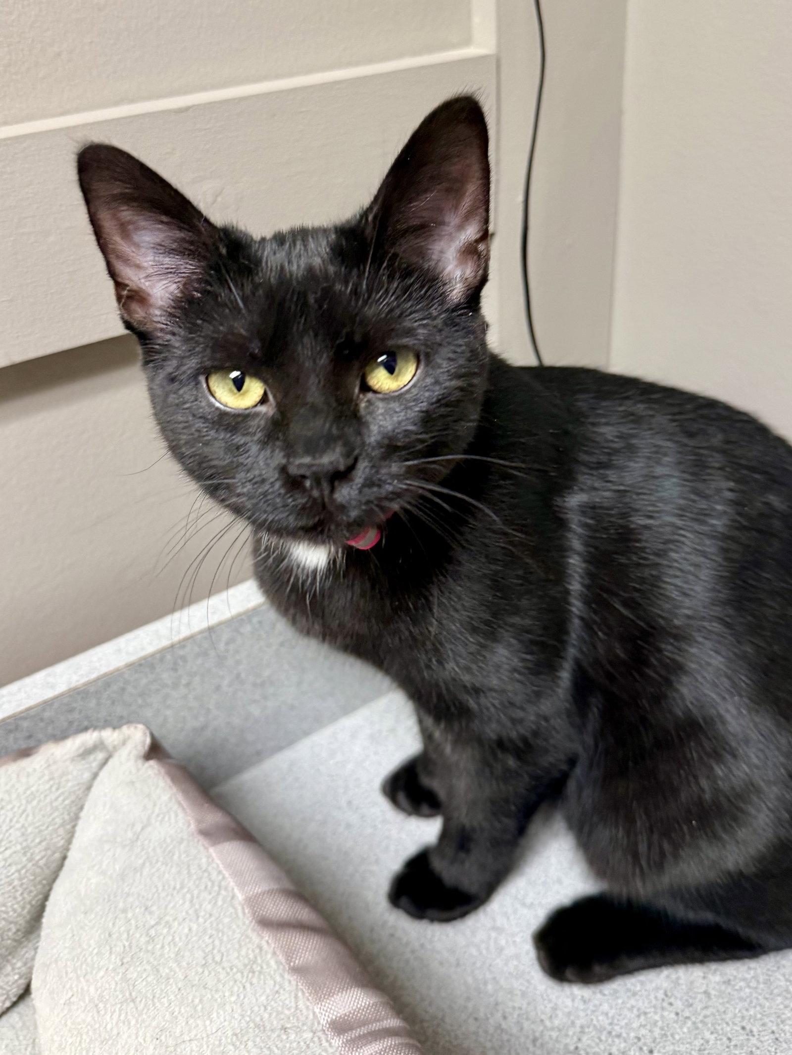 CAT - Veronica, Adoptable, Kitten Female Domestic Short Hair.