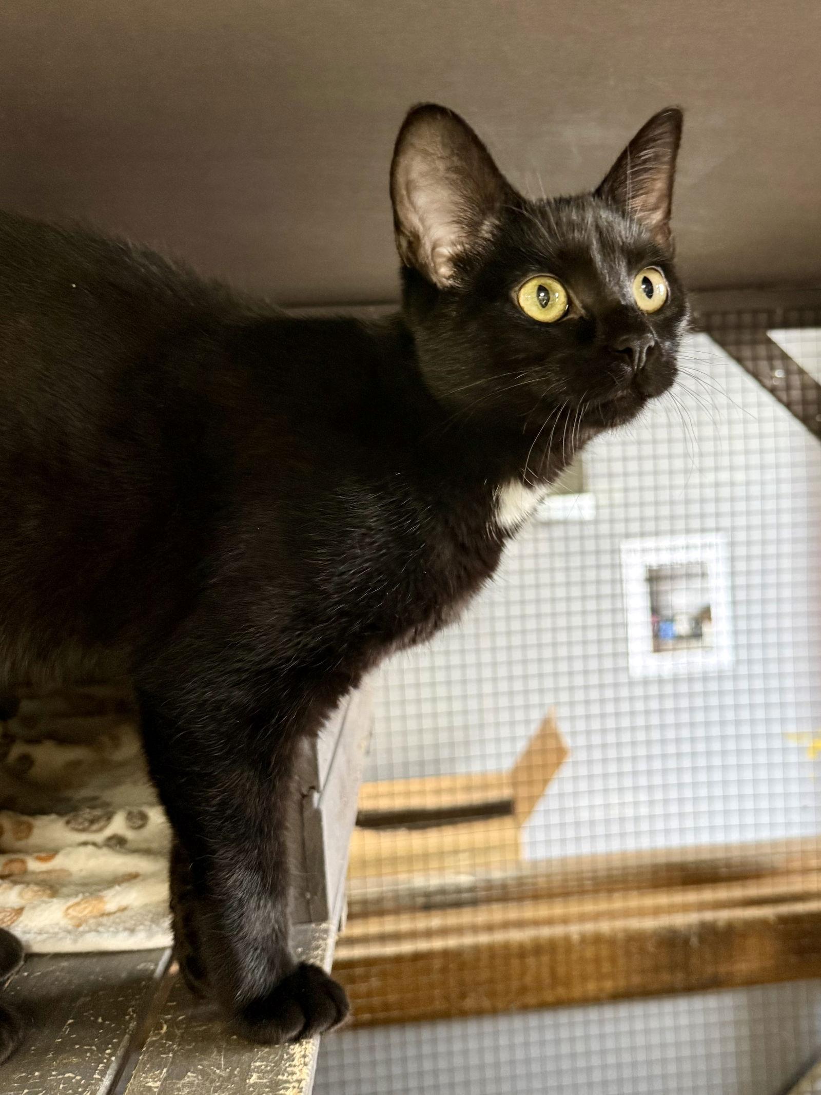 Enlarge CAT - Veronica, a Adoptable Domestic Short Hair in GILBERTS, IL image 3/3