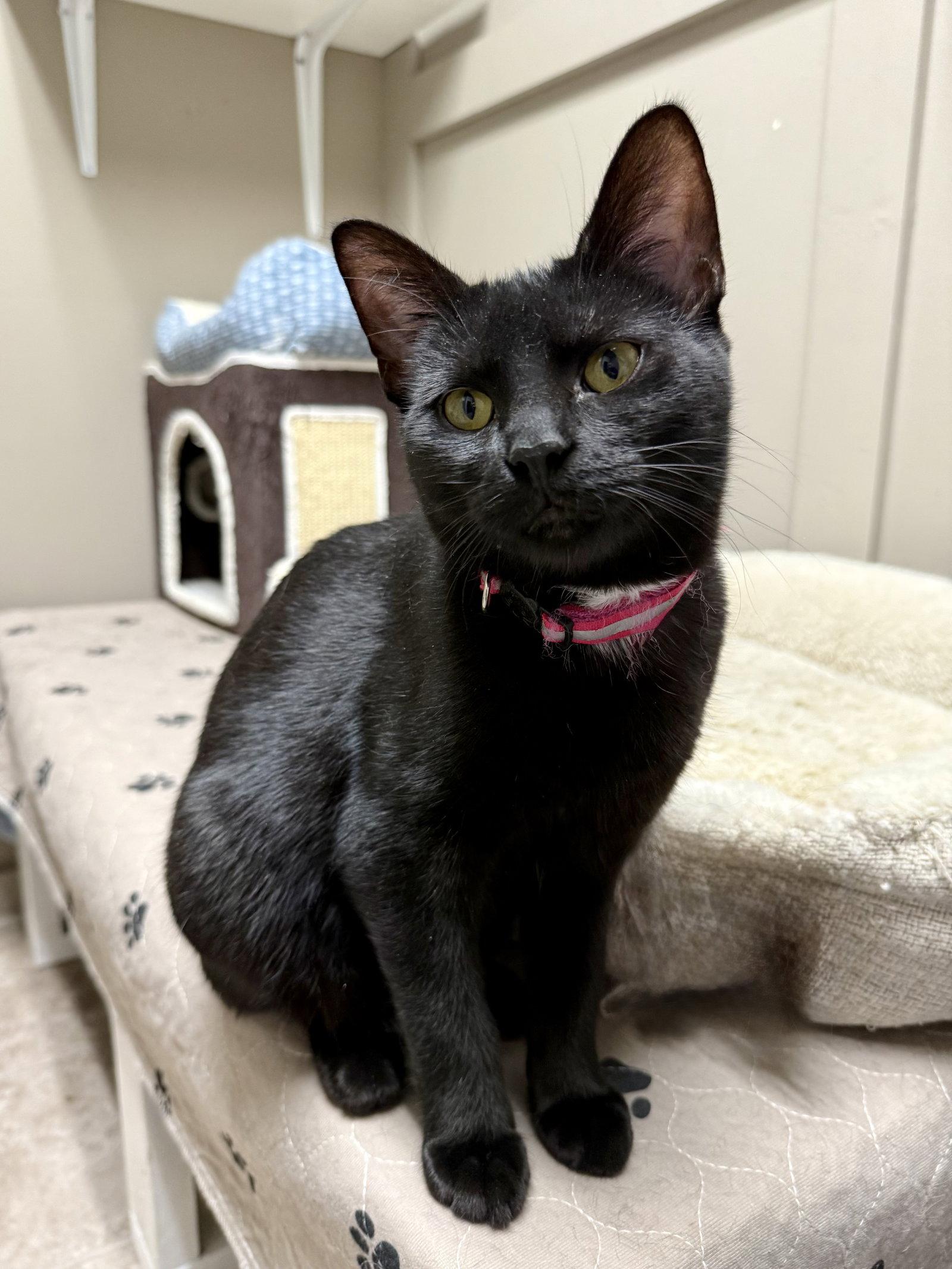Enlarge CAT - Veronica, a Adoptable Domestic Short Hair in GILBERTS, IL image 3/3