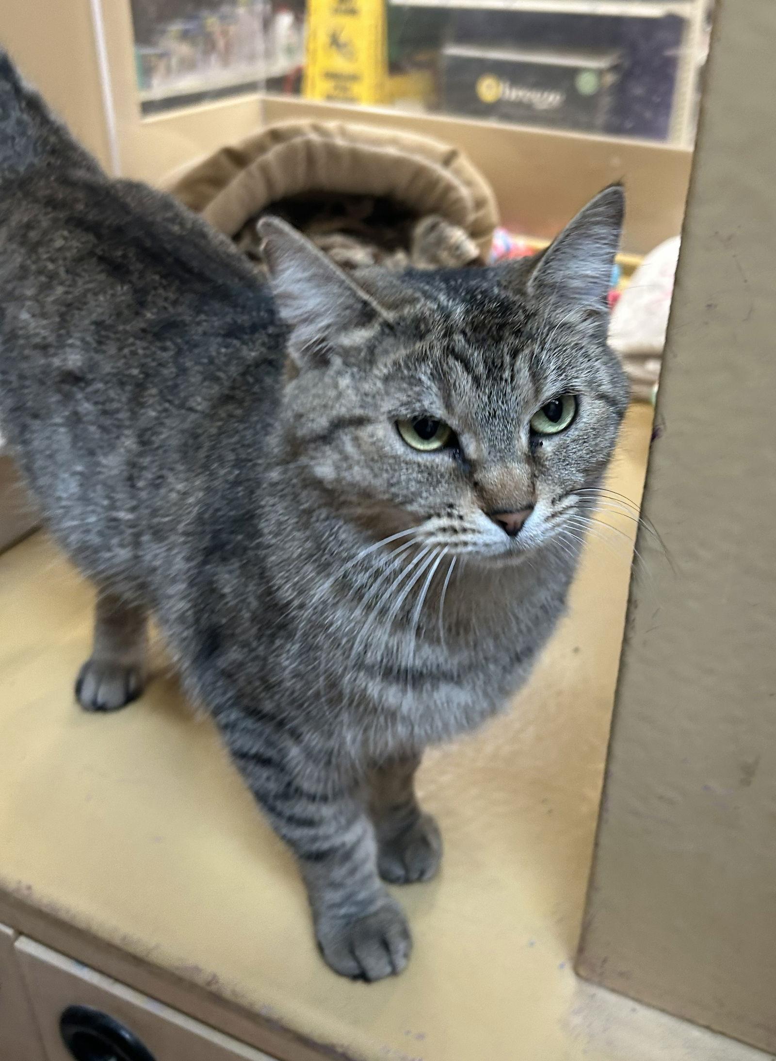 Enlarge Blondie, a Adoptable Domestic Short Hair in Wheaton, IL image 1/3