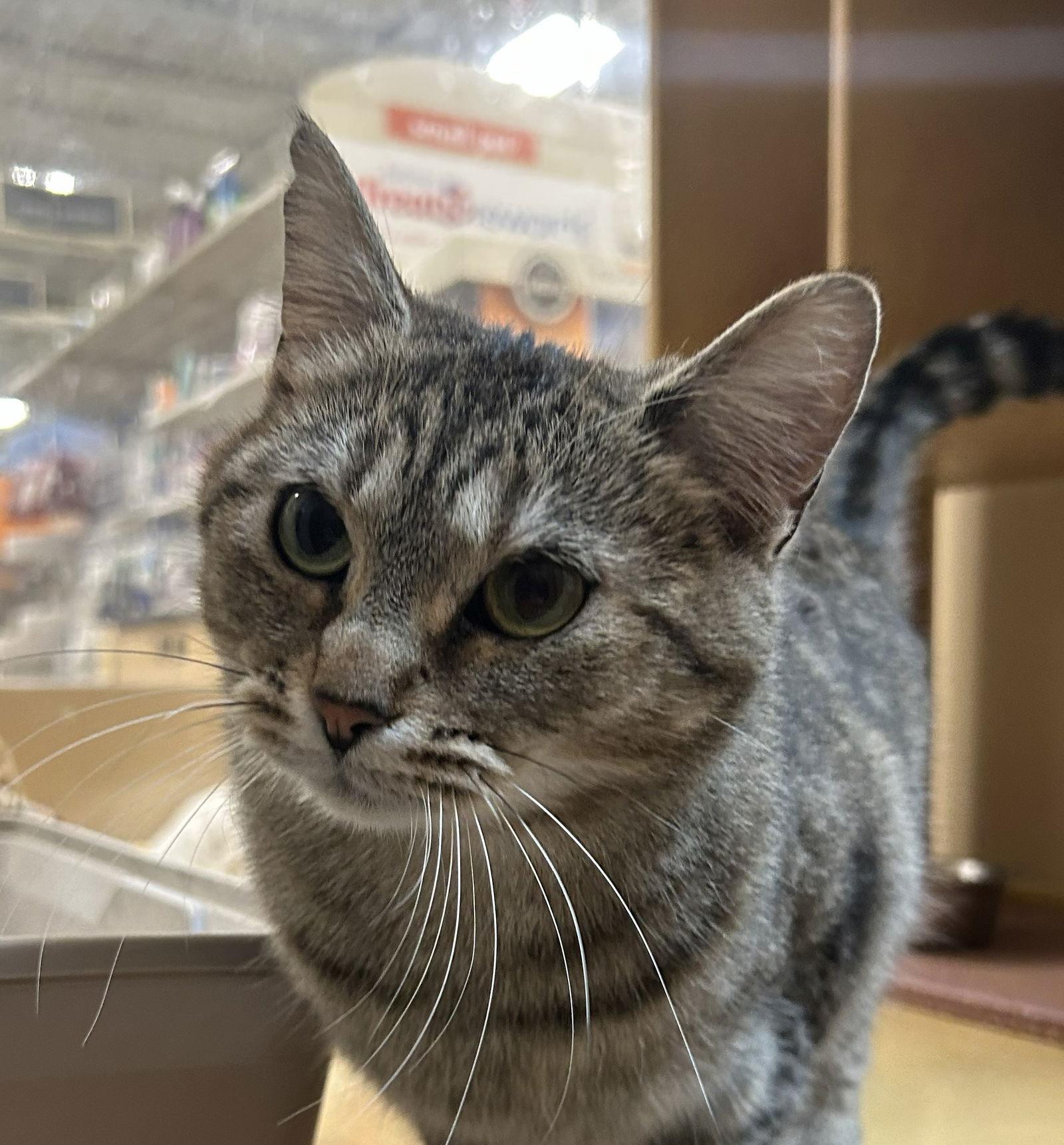 Enlarge Blondie, a Adoptable Domestic Short Hair in Wheaton, IL image 2/3
