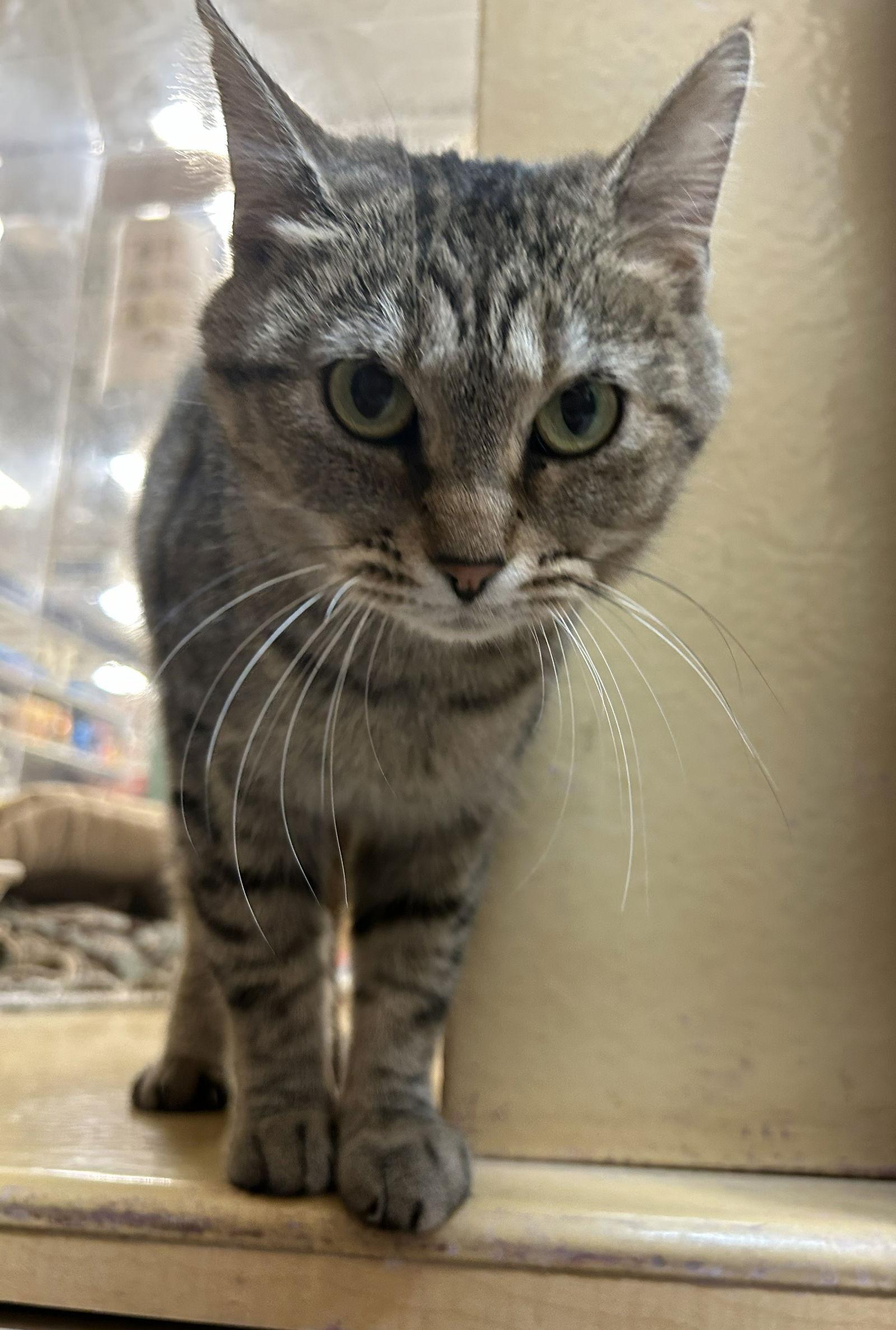 Enlarge Blondie, a Adoptable Domestic Short Hair in Wheaton, IL image 3/3