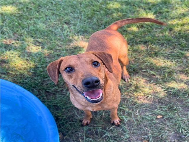 RUBEN, Adoptable, Adult Male Labrador Retriever & Rhodesian Ridgeback.