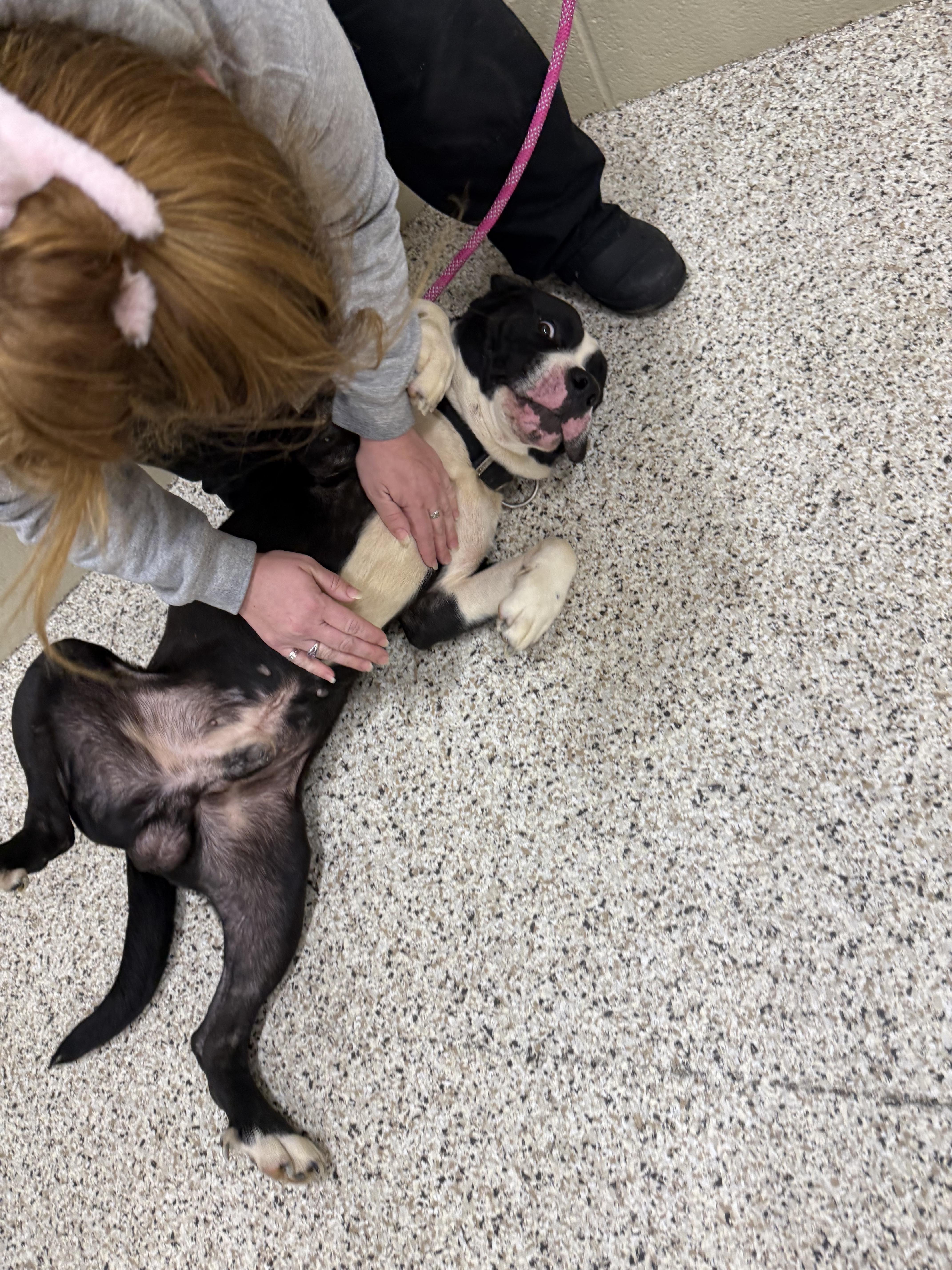 Fatboy, a Adopted mixed breed in Youngstown, OH image 3/4