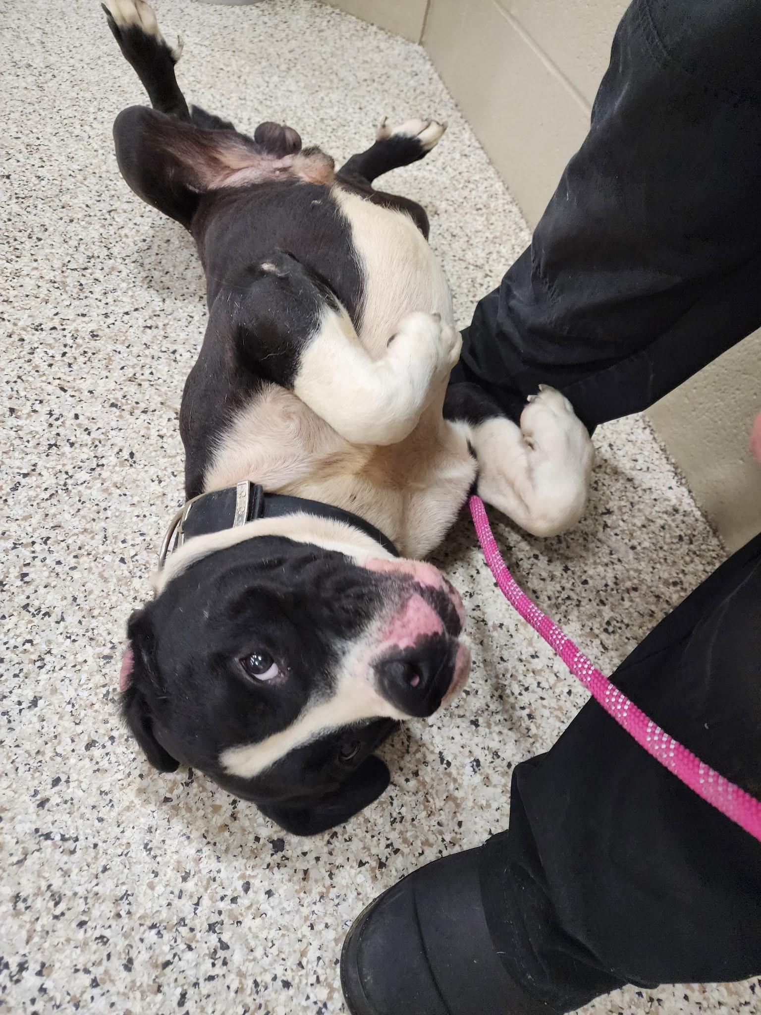 Fatboy, a Adopted mixed breed in Youngstown, OH image 2/4