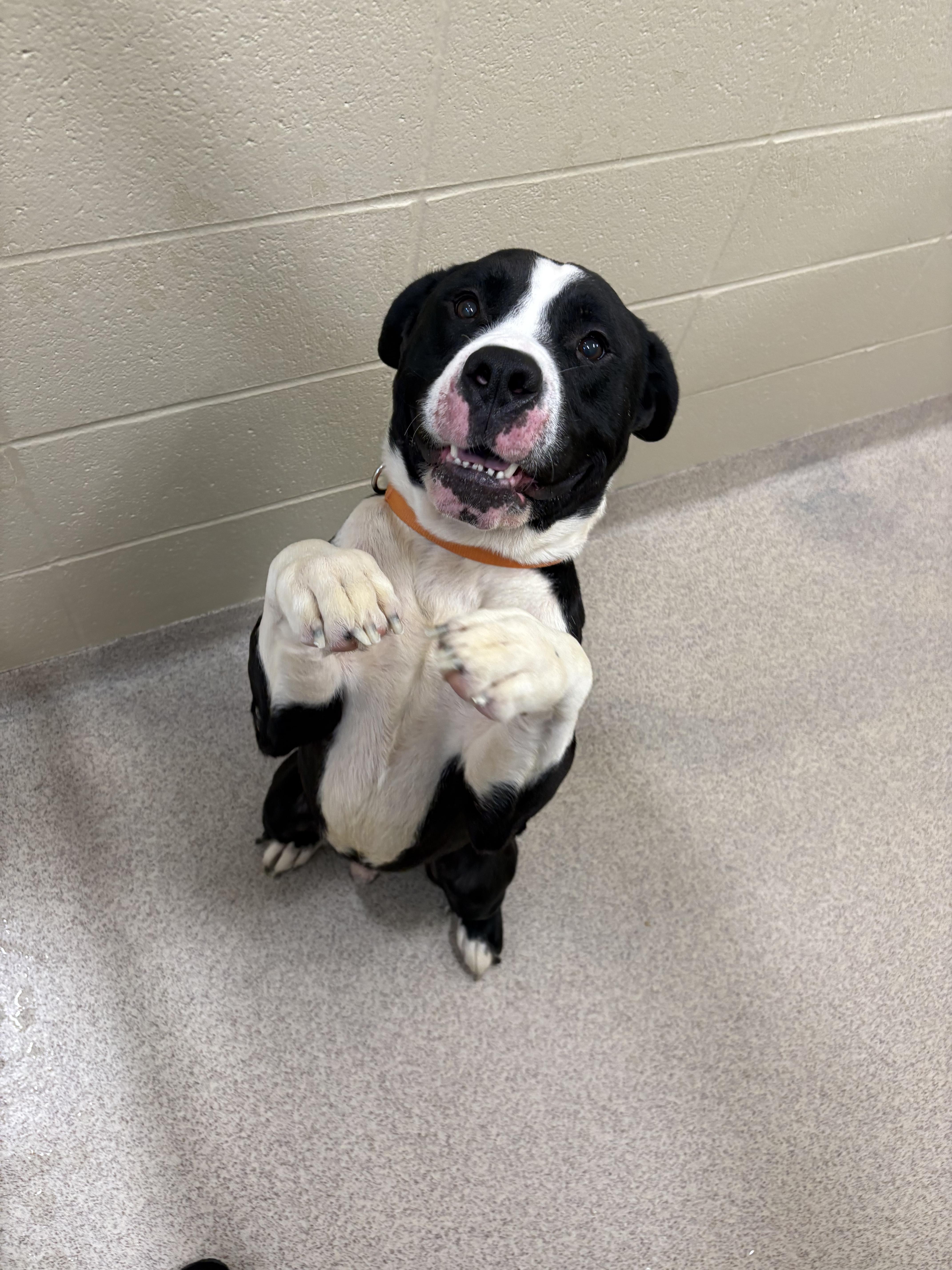 Fatboy, a Adopted mixed breed in Youngstown, OH image 4/4