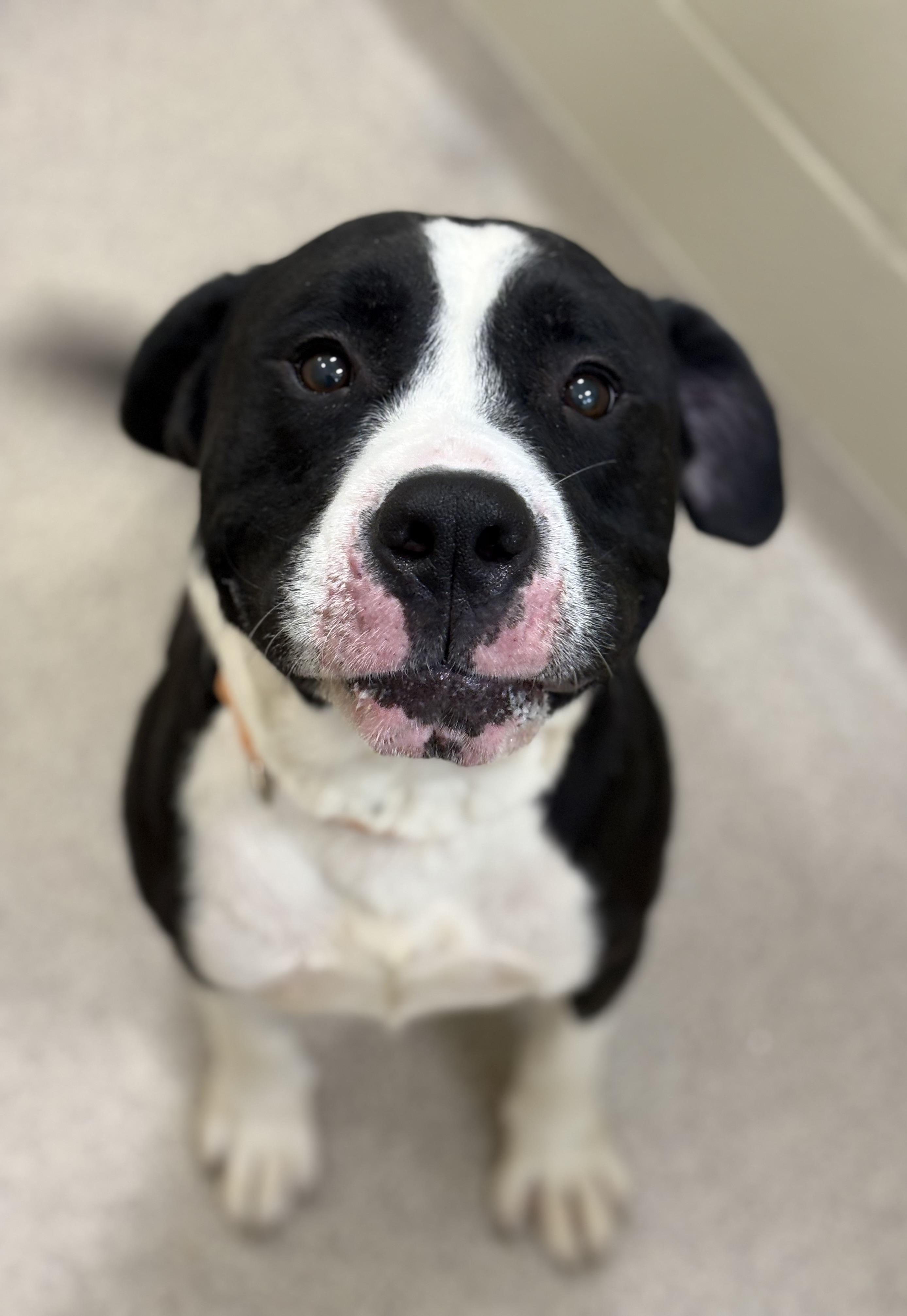 Fatboy, a Adopted mixed breed in Youngstown, OH image 1/4