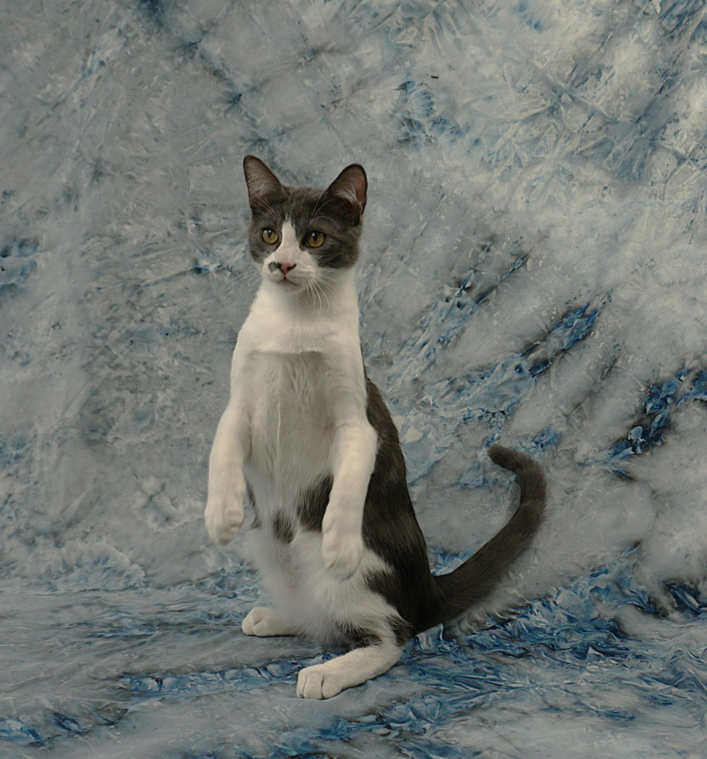 ROSS - I'M UP FOR A NEW HOME WITH YOU, ADOPTABLE, Young Male Domestic Short Hair.