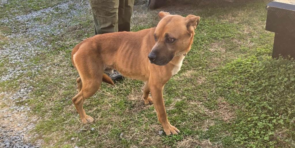 Fork, Adoptable, Young Male Mixed Breed.