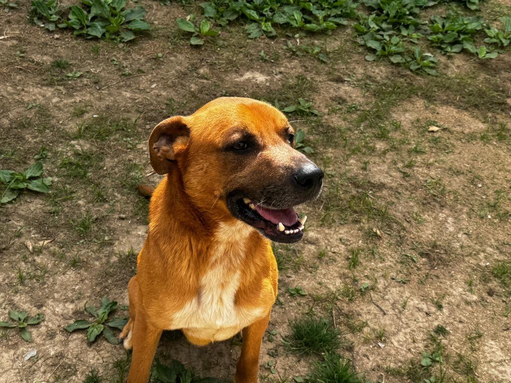 Fork, Adoptable, Young Male Mixed Breed.