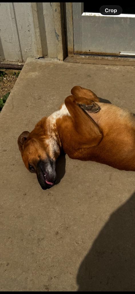 Enlarge Fork, a Adoptable mixed breed in Shelbyville, TN image 2/3