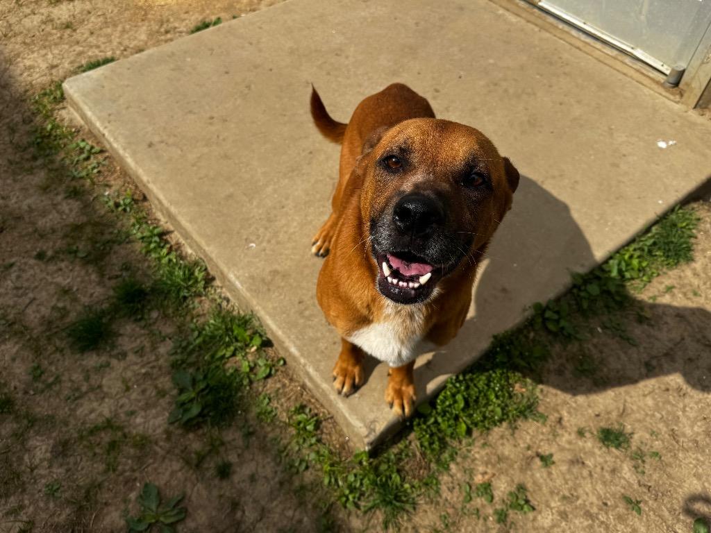 Enlarge Fork, a Adoptable mixed breed in Shelbyville, TN image 3/3