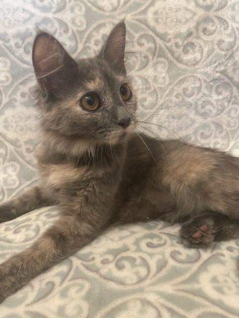 Enlarge Heather, a Adopted mixed breed in san antonio, TX image 1/11