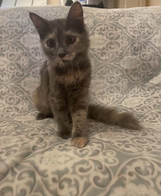 Enlarge Heather, a Adopted mixed breed in san antonio, TX image 2/11