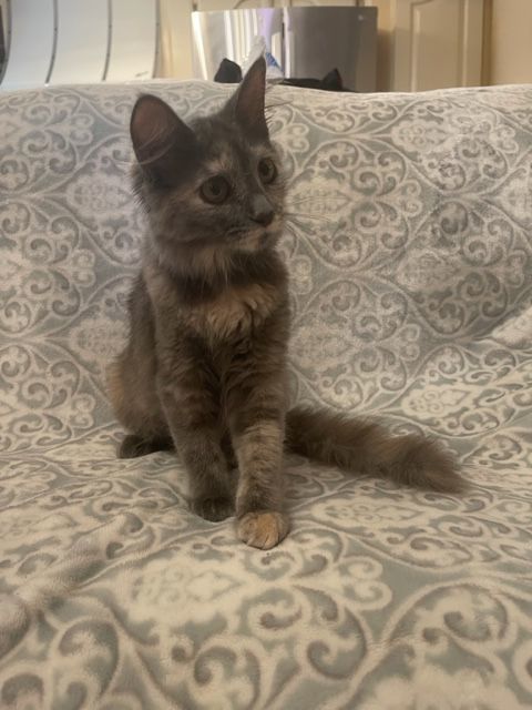 Enlarge Heather, a Adopted mixed breed in san antonio, TX image 3/11