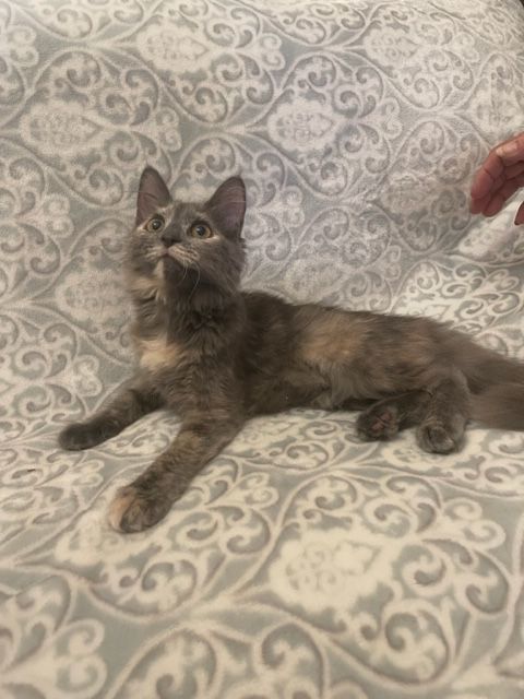 Enlarge Heather, a Adopted mixed breed in san antonio, TX image 4/11