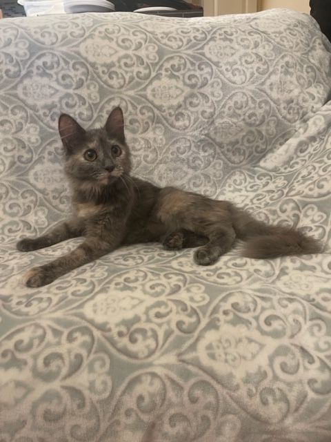 Enlarge Heather, a Adopted mixed breed in san antonio, TX image 5/11