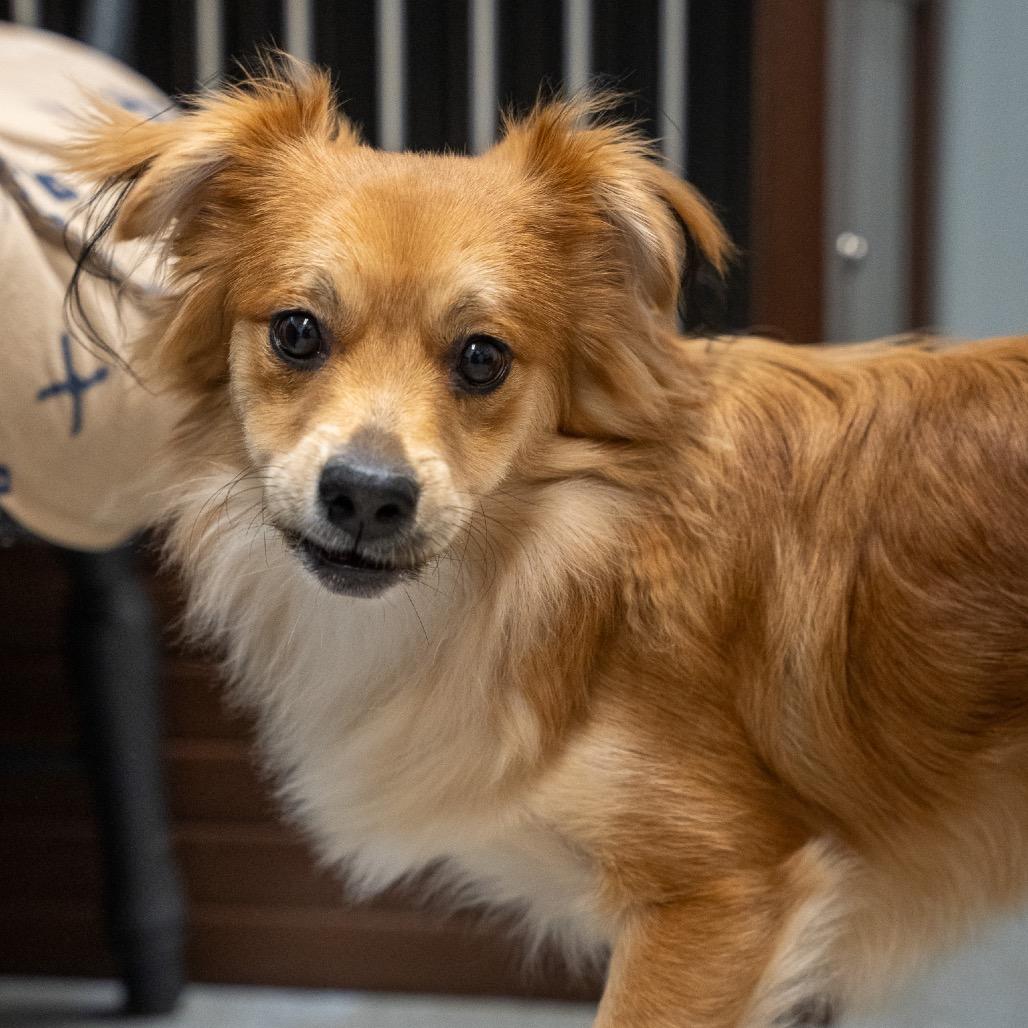 Brownie, Adoptable, Young Male Shih Tzu & Rat Terrier.