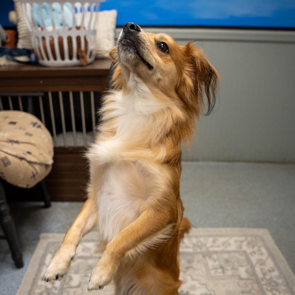 Enlarge Brownie, a Adoptable mixed breed in Pawling, NY image 2/6