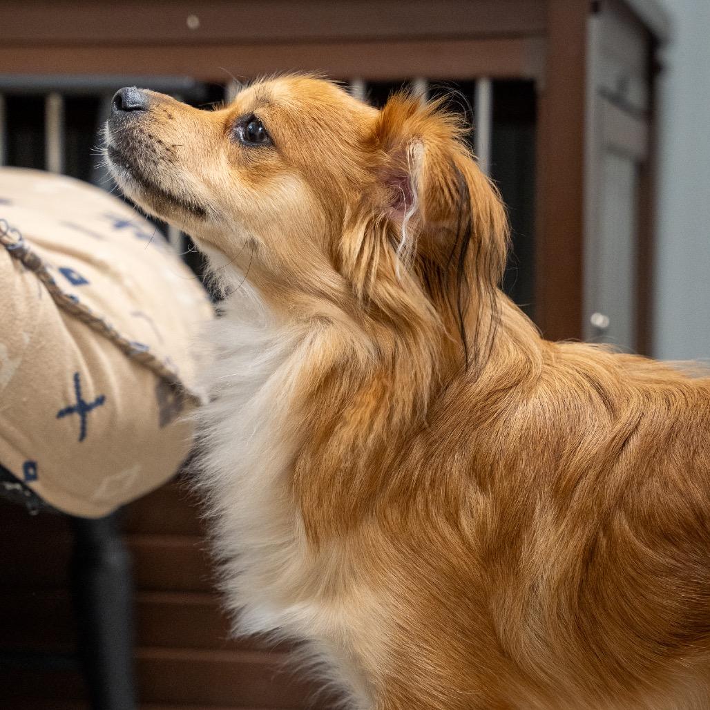 Enlarge Brownie, a Adoptable mixed breed in Pawling, NY image 3/6