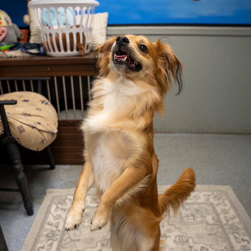 Enlarge Brownie, a Adoptable mixed breed in Pawling, NY image 4/6