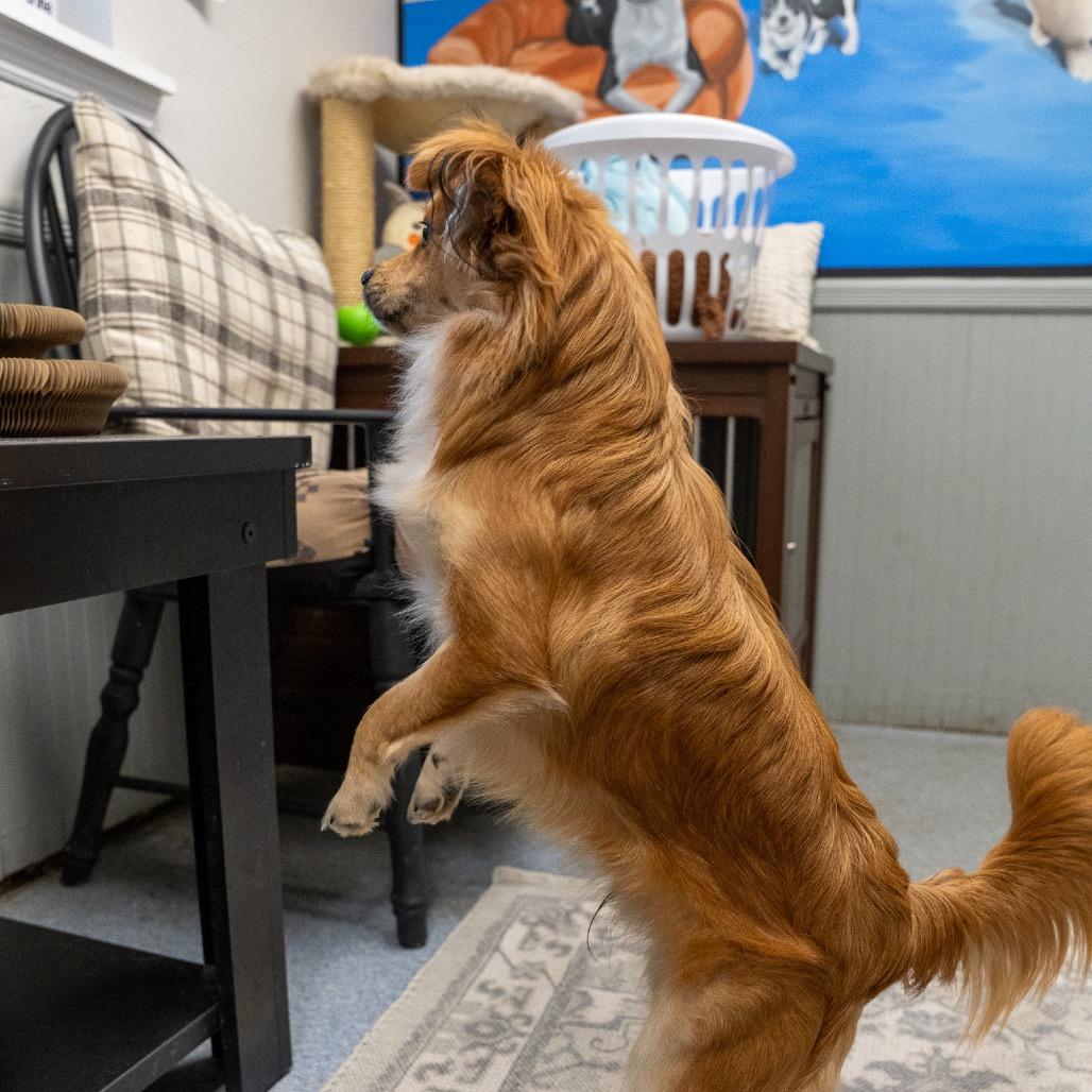 Enlarge Brownie, a Adoptable mixed breed in Pawling, NY image 5/6