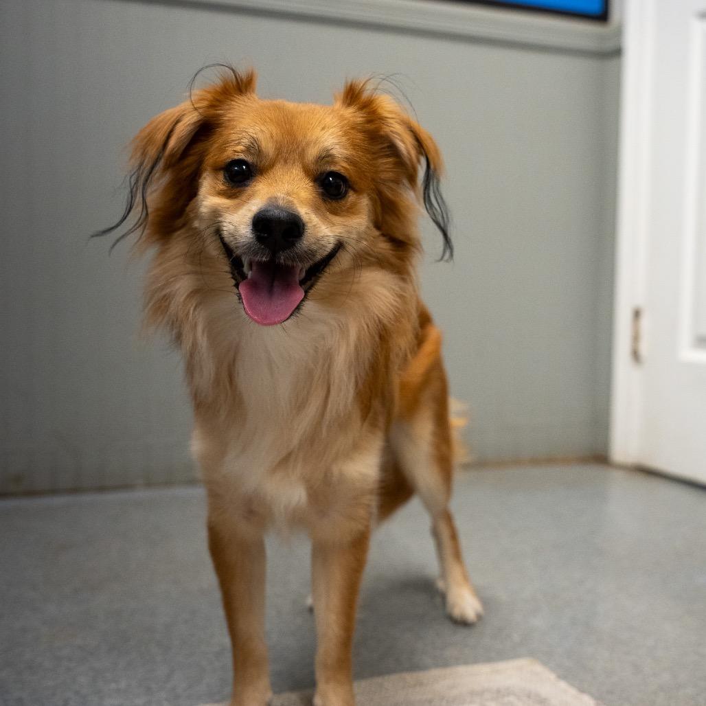 Enlarge Brownie, a Adoptable mixed breed in Pawling, NY image 6/6