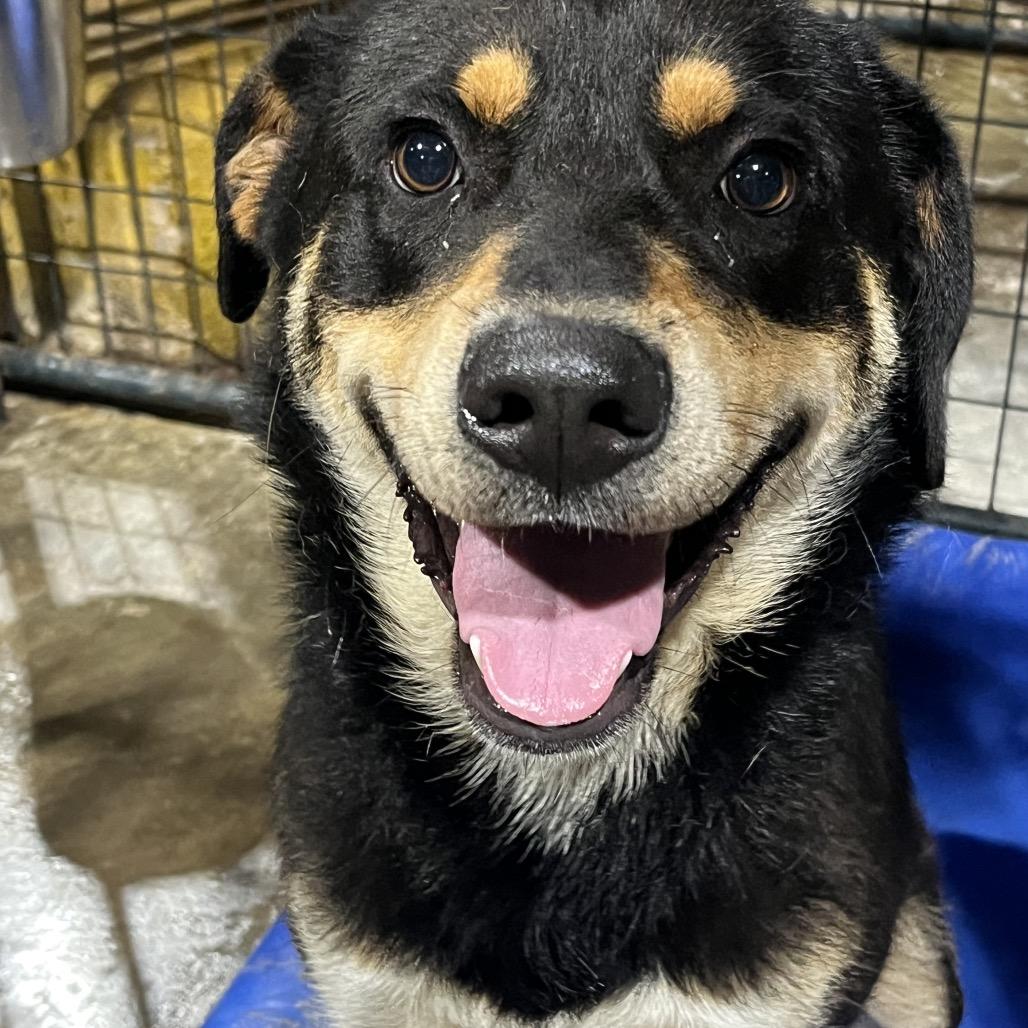 Hades (Scooby), a Adoptable mixed breed in Fort Smith, AR image 1/2