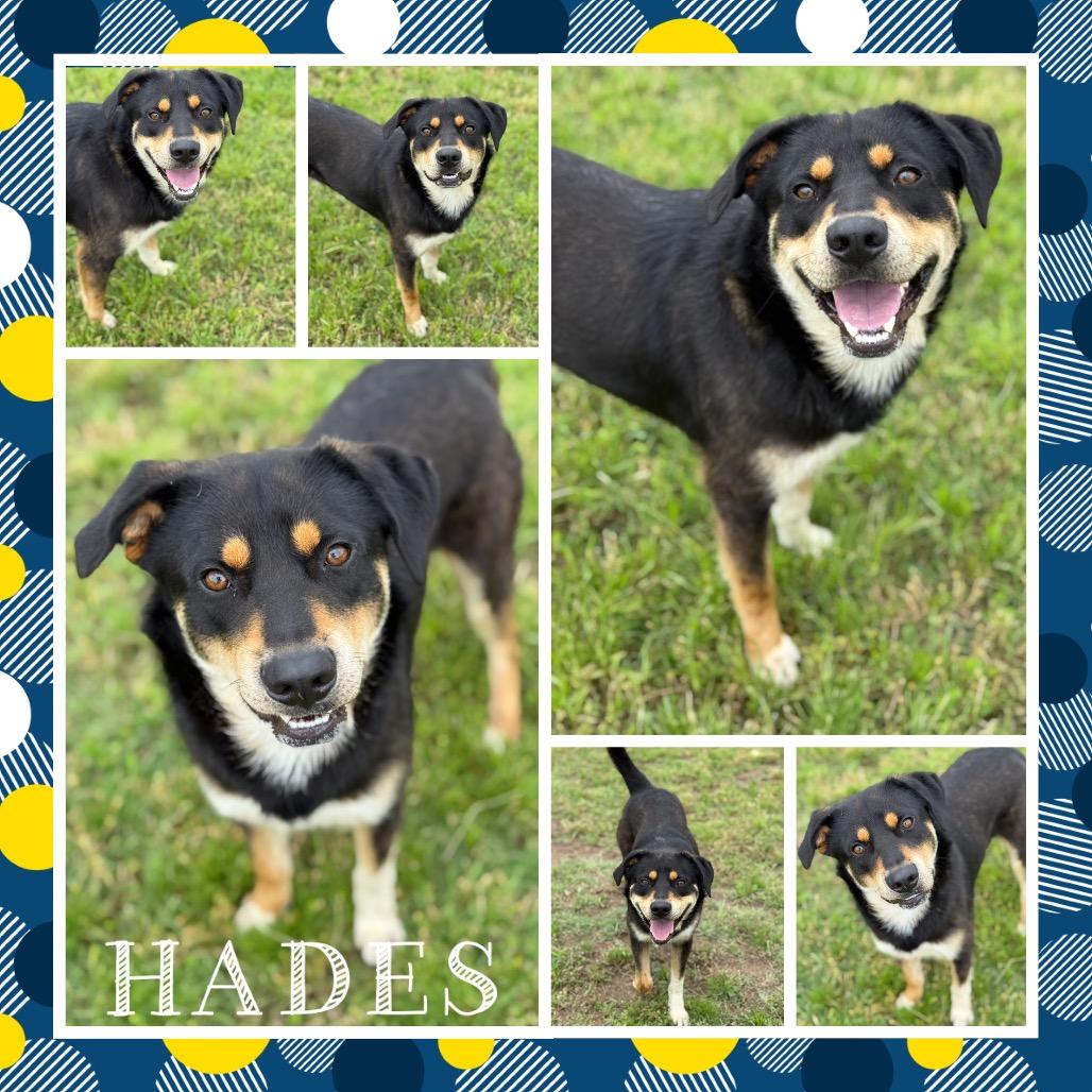 Hades (Scooby), a Adoptable mixed breed in Fort Smith, AR image 2/2
