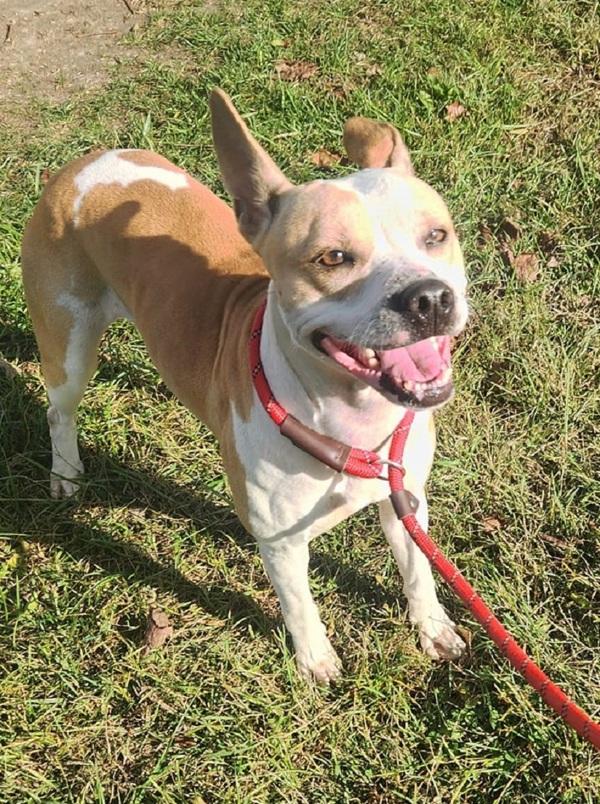 Treasure, Adoptable, Adult Female Pit Bull Terrier.