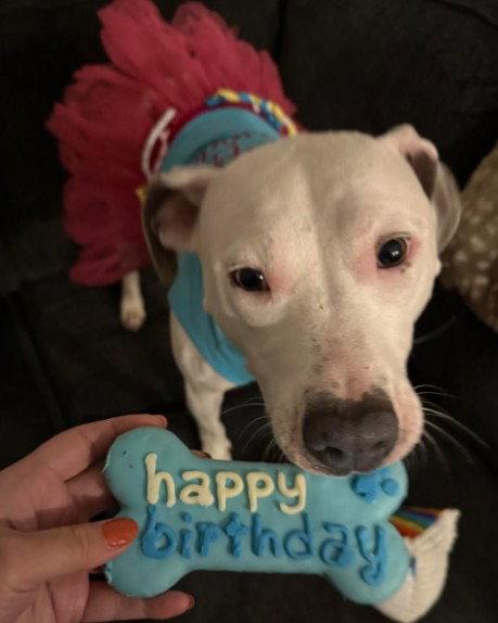 Lily, Adoptable, Adult Female Pit Bull Terrier.