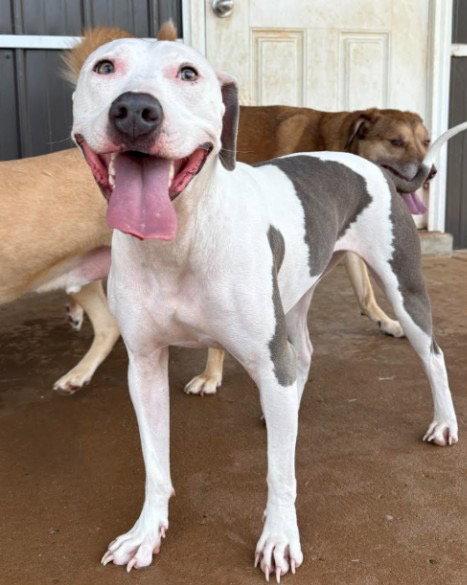 Lily, a Adoptable Pit Bull Terrier in Munford, TN image 2/3