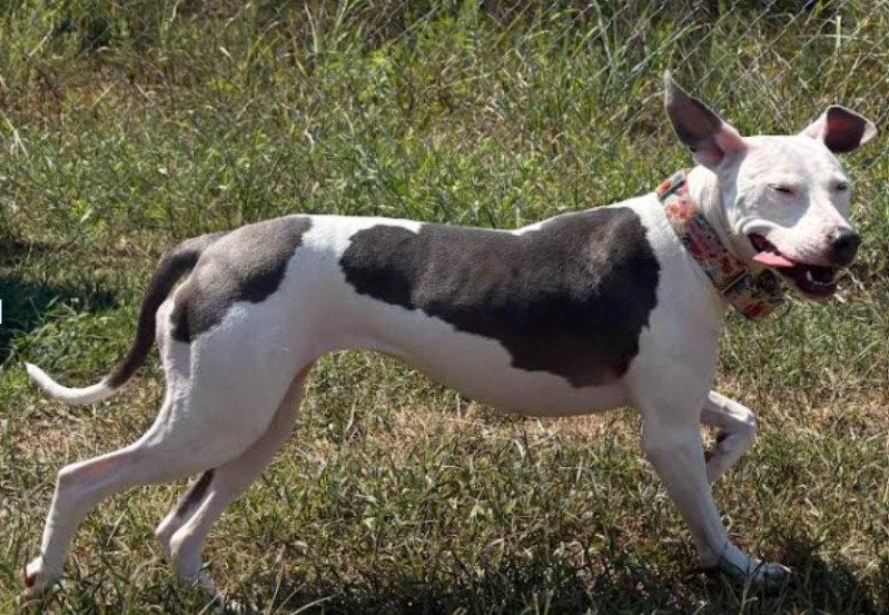 Lily, a Adoptable Pit Bull Terrier in Munford, TN image 3/3