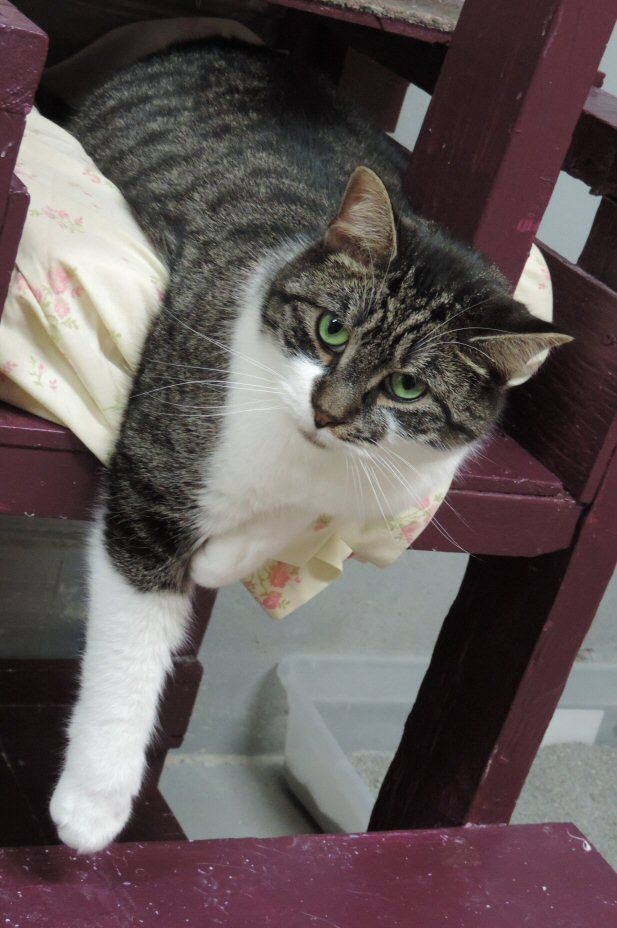 Enlarge Abel, a Adoptable Domestic Short Hair in Florenceville, NB image 1/2