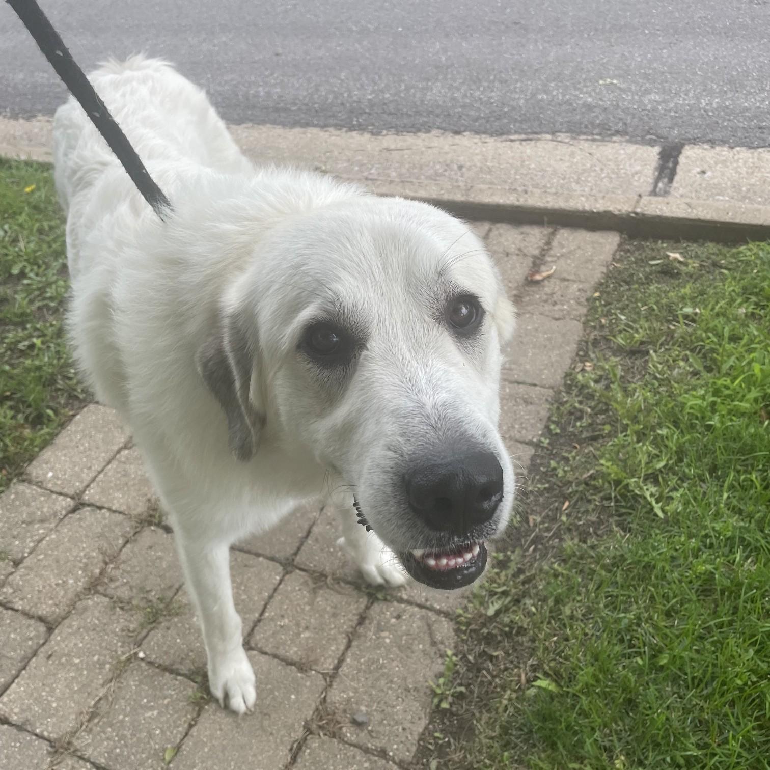 Rover, an adopted mixed breed in Normal, IL image 3/3