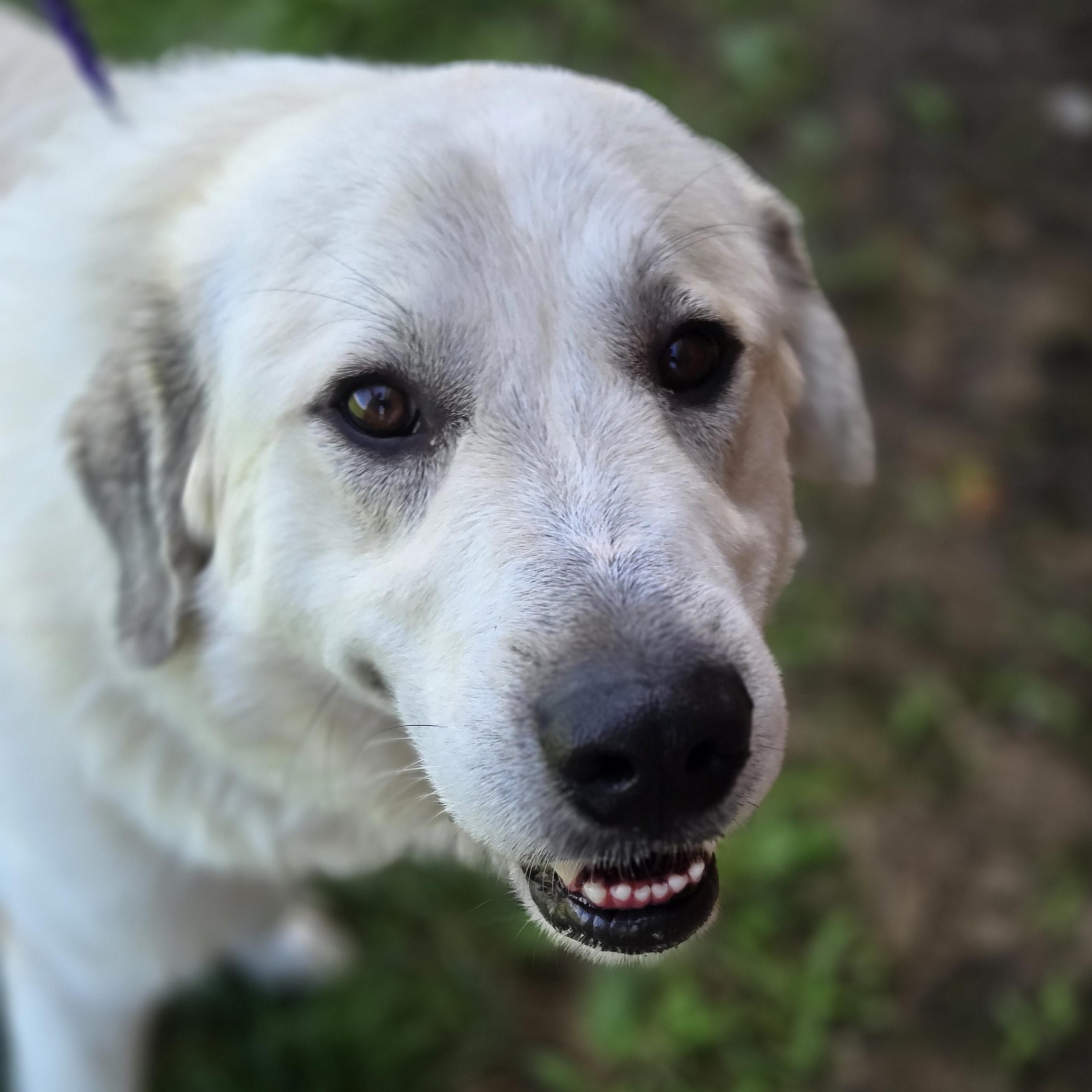 Rover, an adopted mixed breed in Normal, IL image 1/3