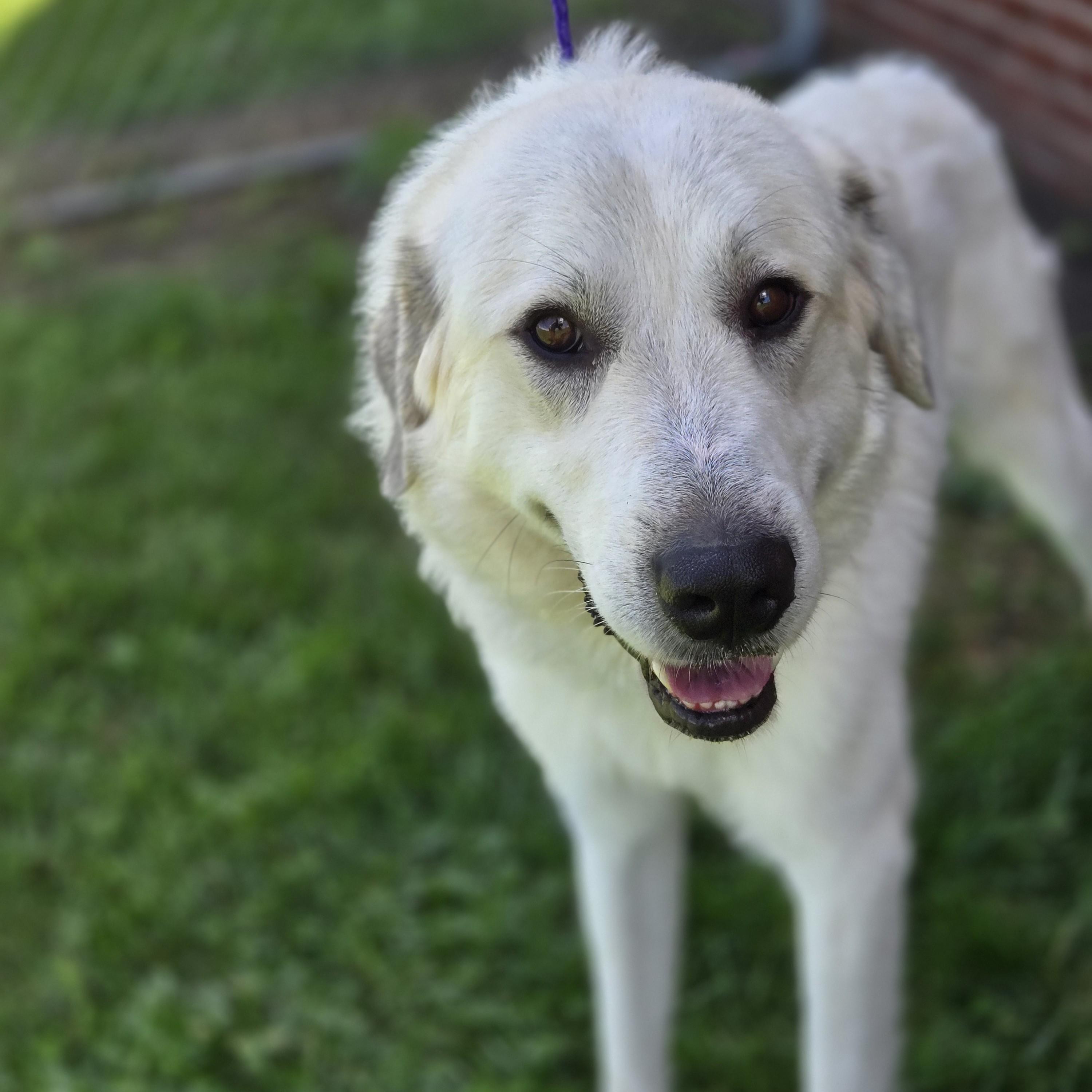 Rover, an adopted mixed breed in Normal, IL image 2/3