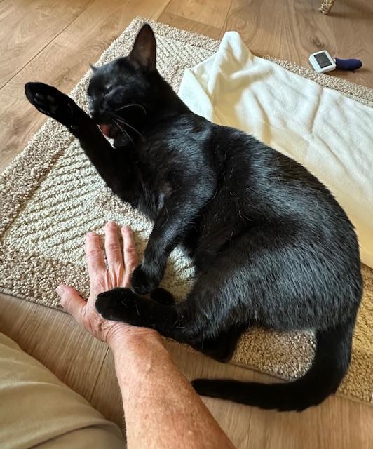 MJ, a Adoptable Domestic Short Hair in Cincinnati, OH image 3/6