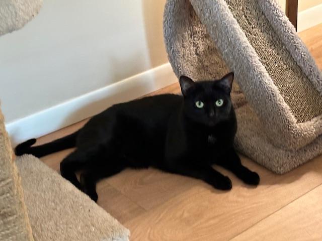 MJ, Adoptable, Adult Female Domestic Short Hair.